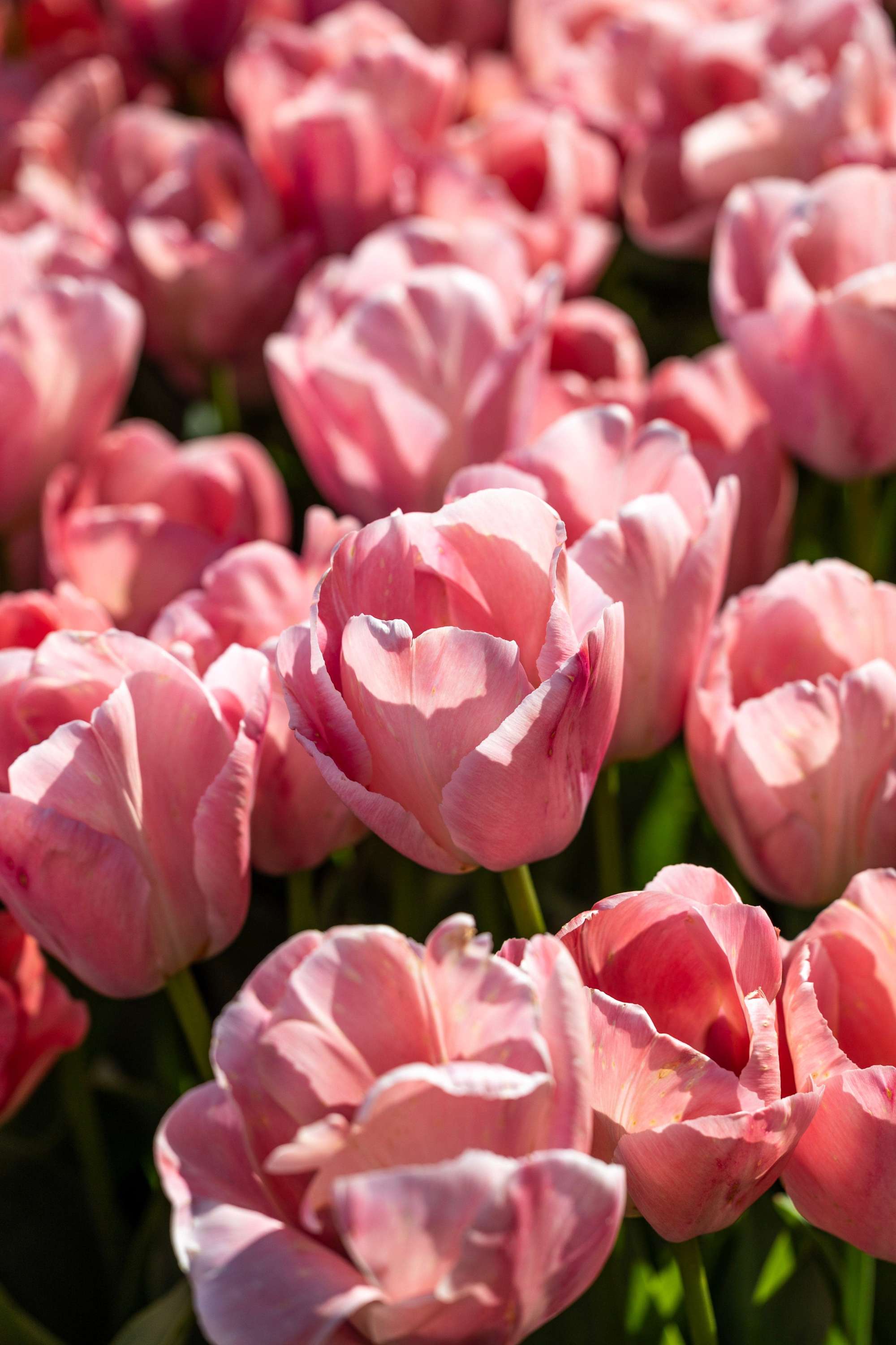 Tulpe 'Salmon van Eijk'